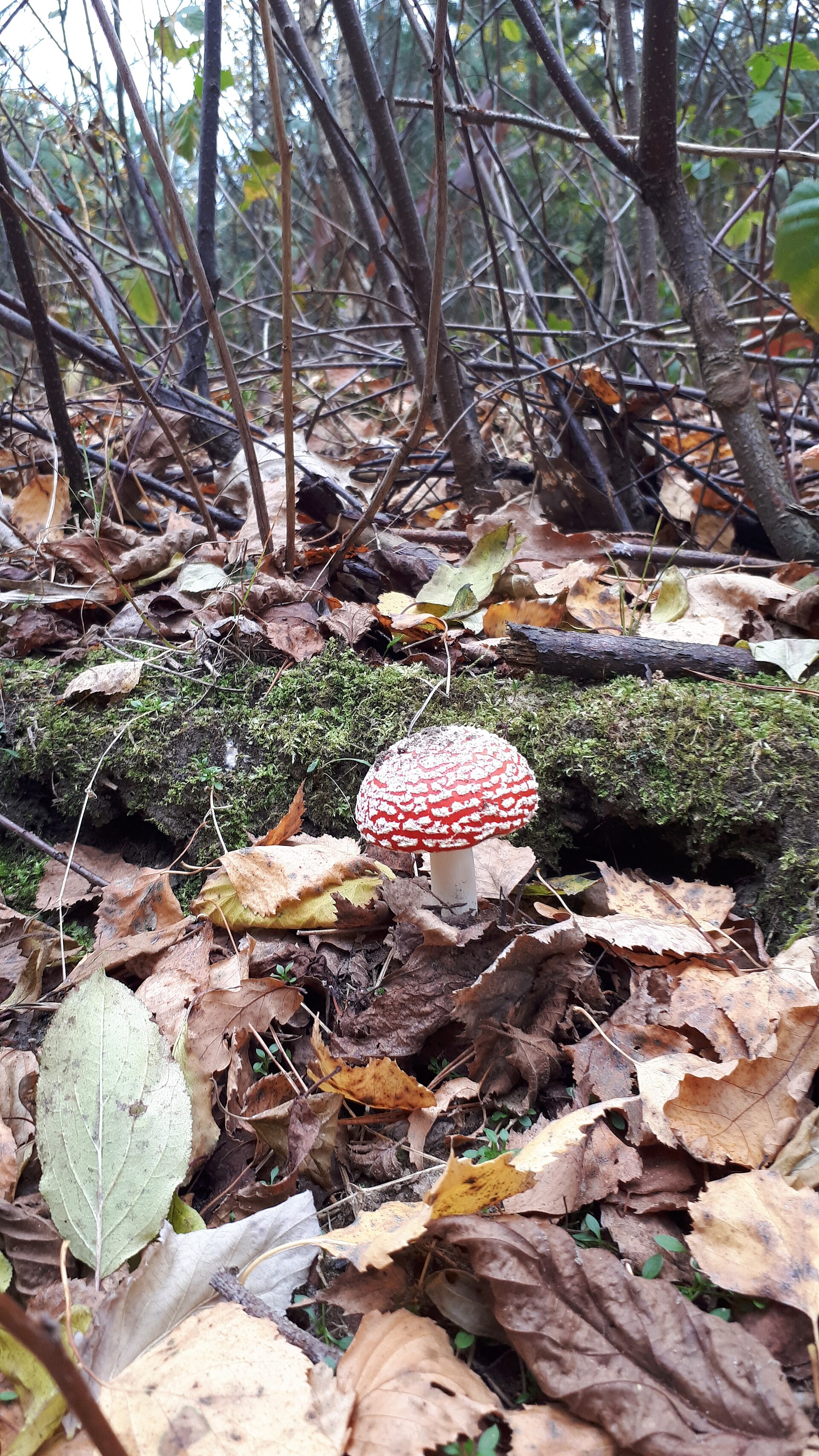Vienišas suaugęs paprastosios musmirės vaisiakūnis rudeninio miško paklotėje.