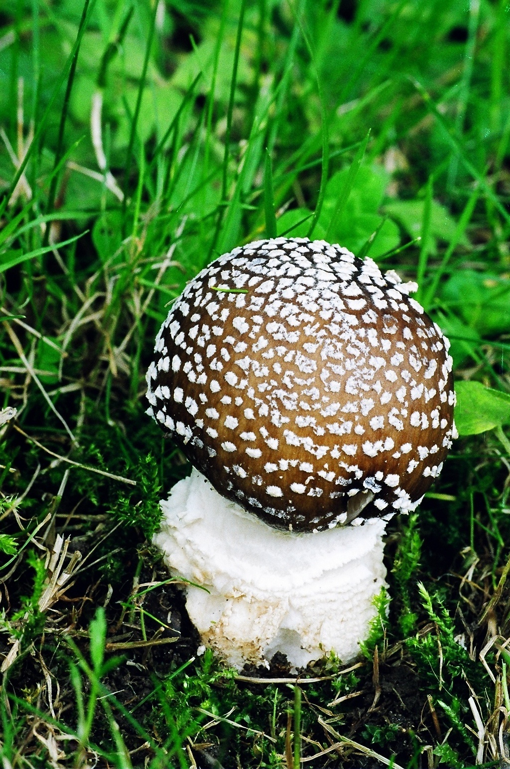 Margosios musmirės vaisiakūnis natūralioje augavietėje.