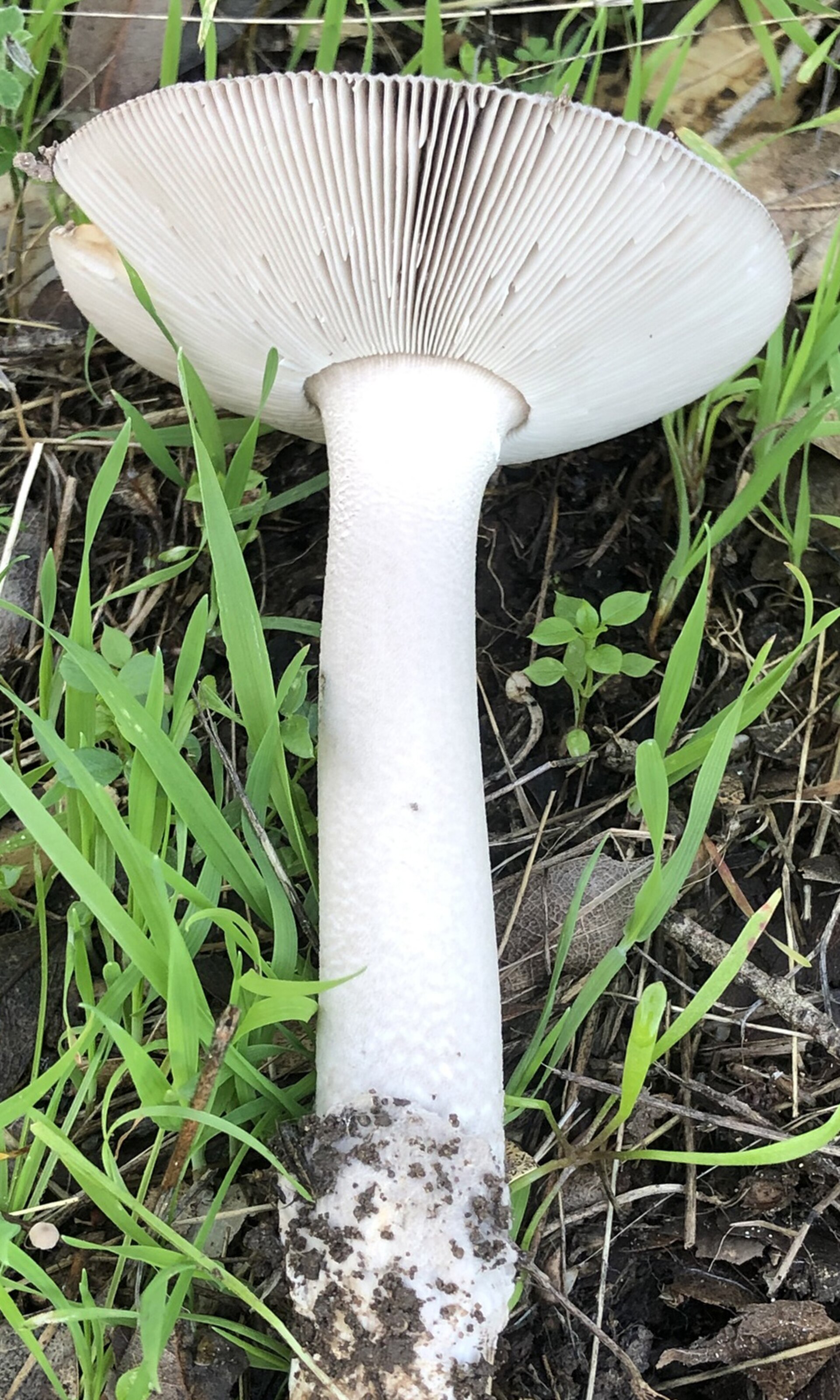 Artimas koto pagrindo planas be žiedo, su makštimi.