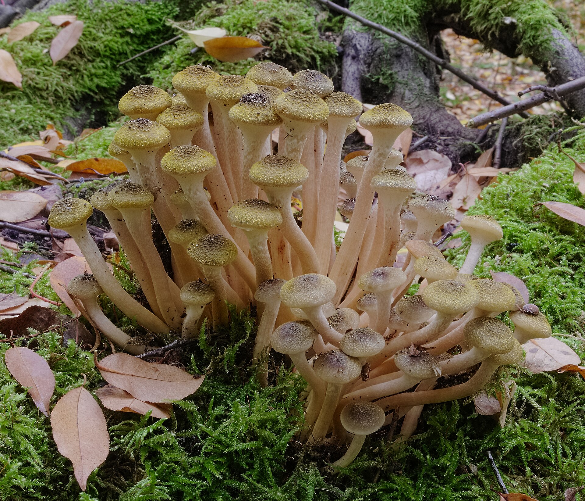 Kekė medaus geltonumo kepurėlių paprastojo kelmučio, augančio ant medžio kelmo.