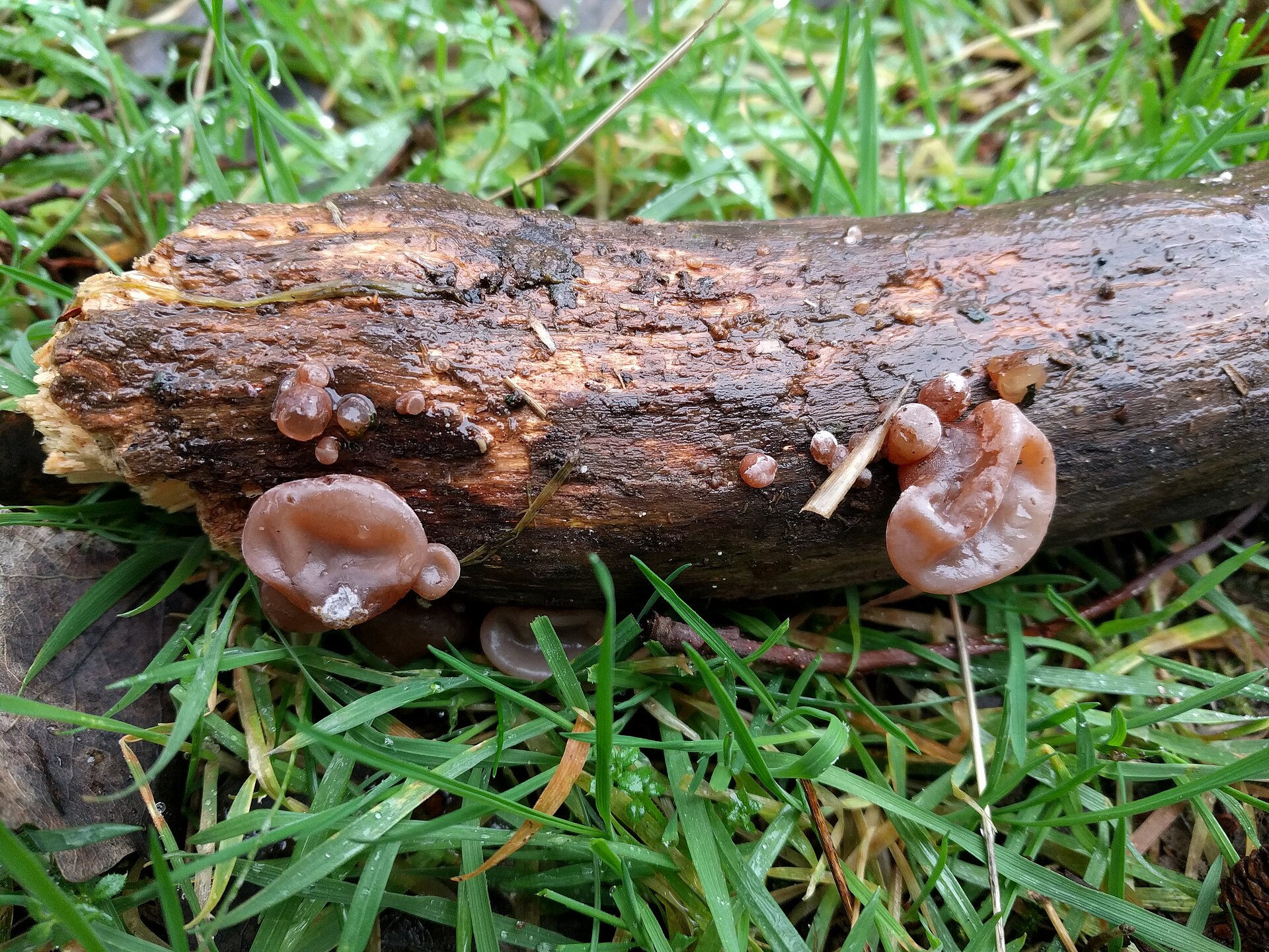 Drebučiuoti, ausies formos paprastojo ausiagrybio vaisiakūniai ant medžio šakos.