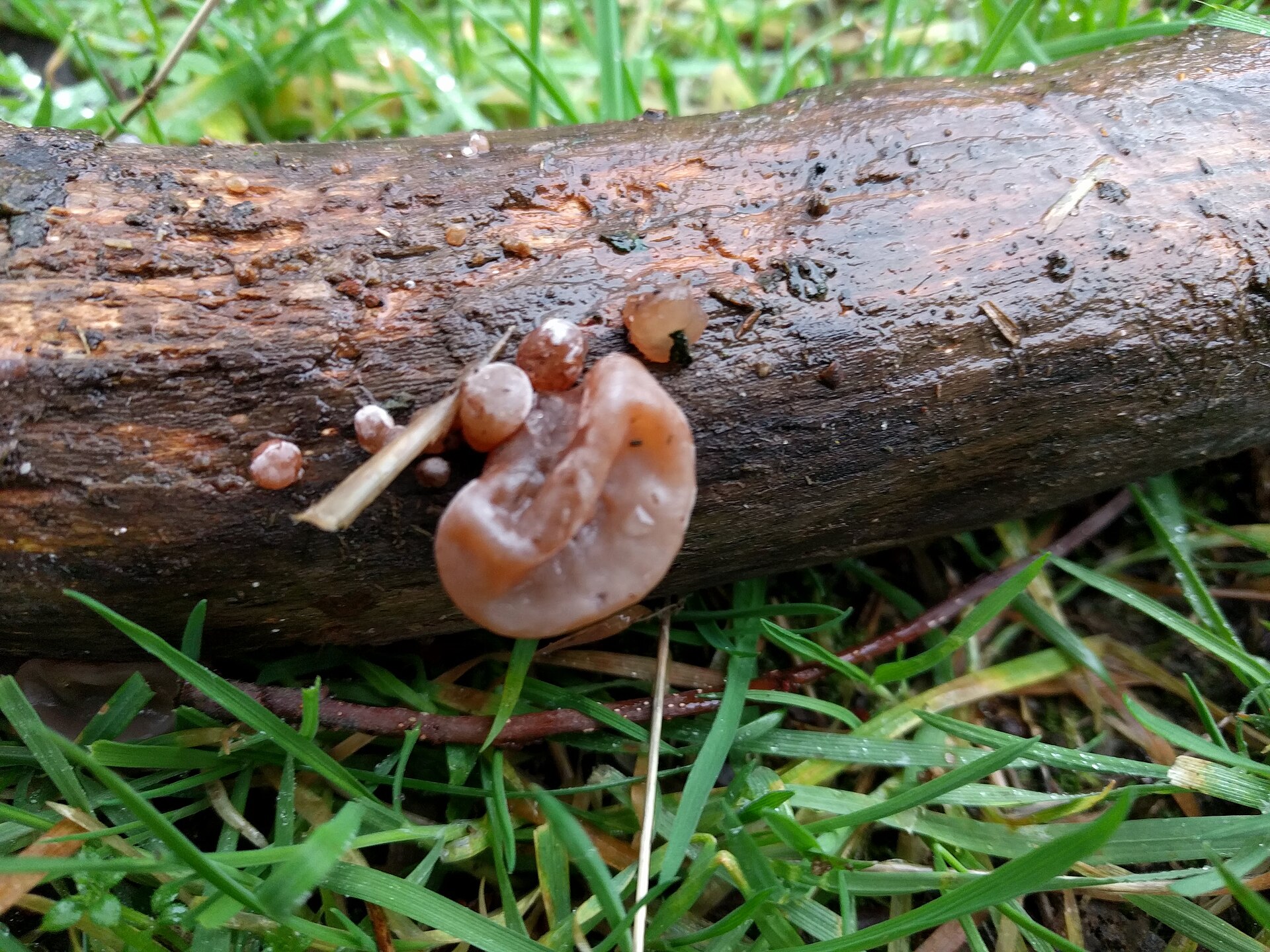 Artimas paprastojo ausiagrybio vaisiakūnių planas, matoma rausvai ruda spalva.