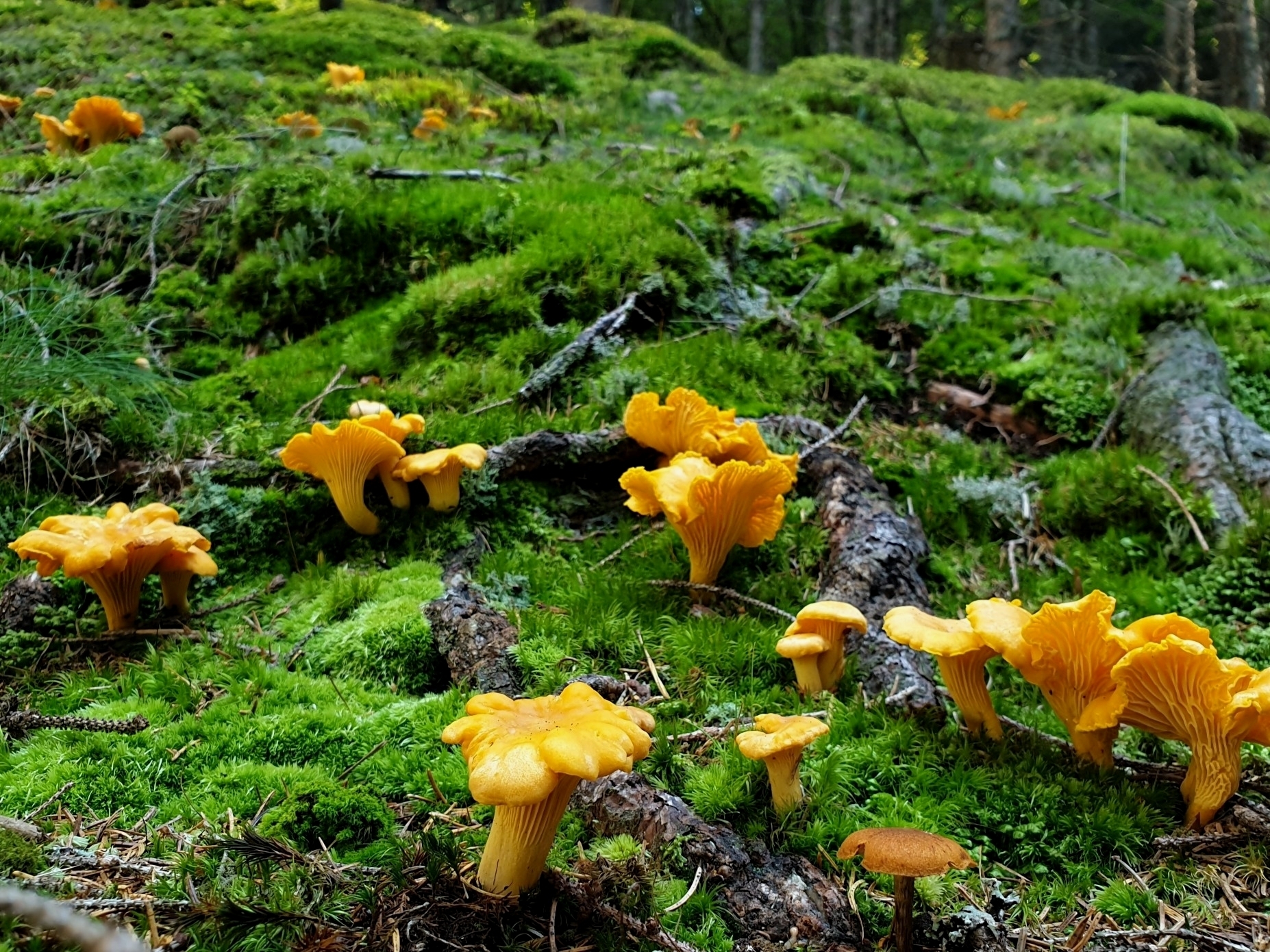 Nedidelė valgomųjų voveraičių grupelė, auganti miško paklotėje.