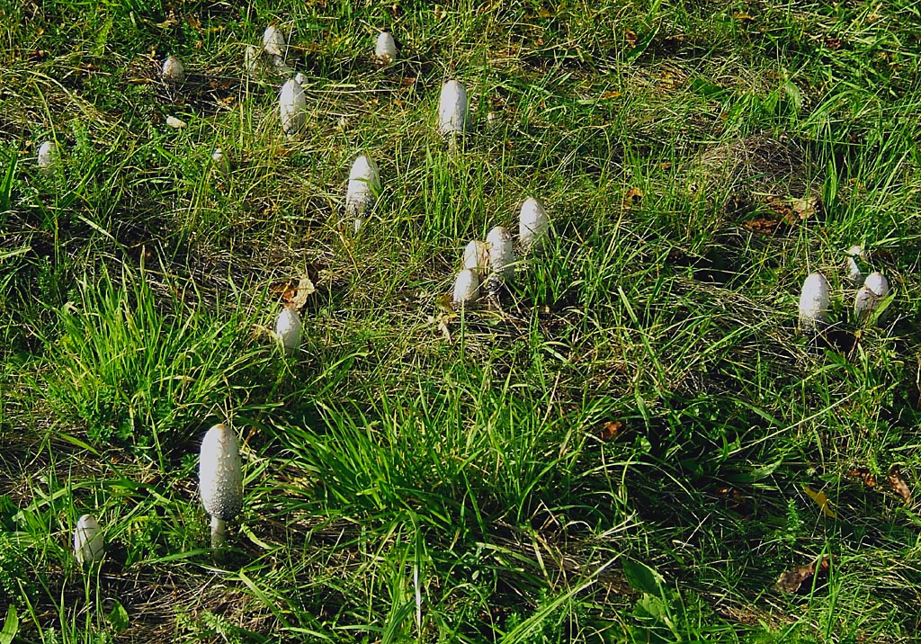 Grupė gauruotojo mėšlagrybio vaisiakūnių pievoje.