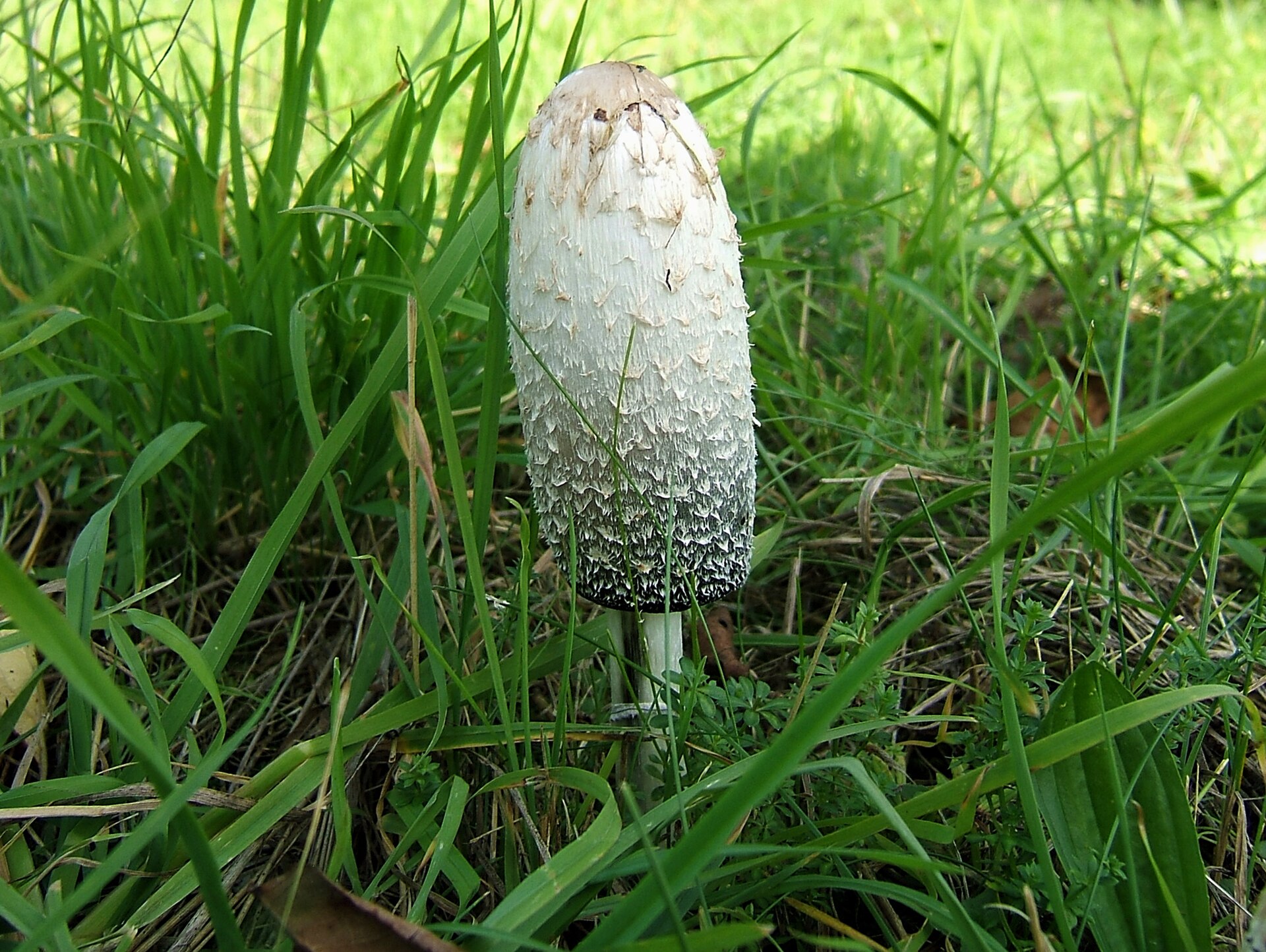 Gauruotojo mėšlagrybio vaisiakūniai su žvynuota kepurėle.