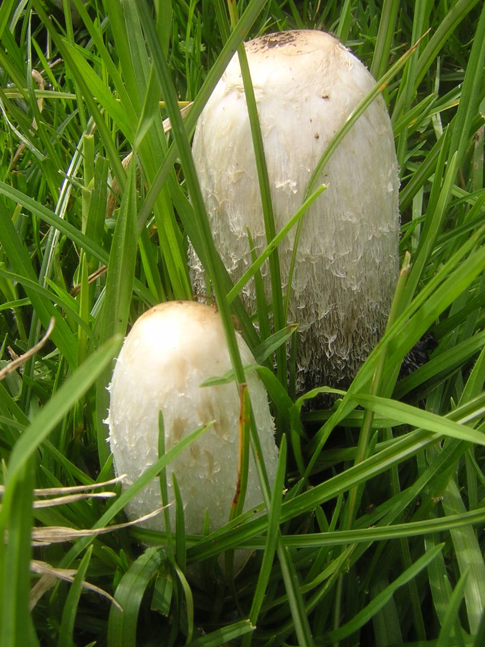 Aukštas, varpo formos gauruotojo mėšlagrybio vaisiakūnis.