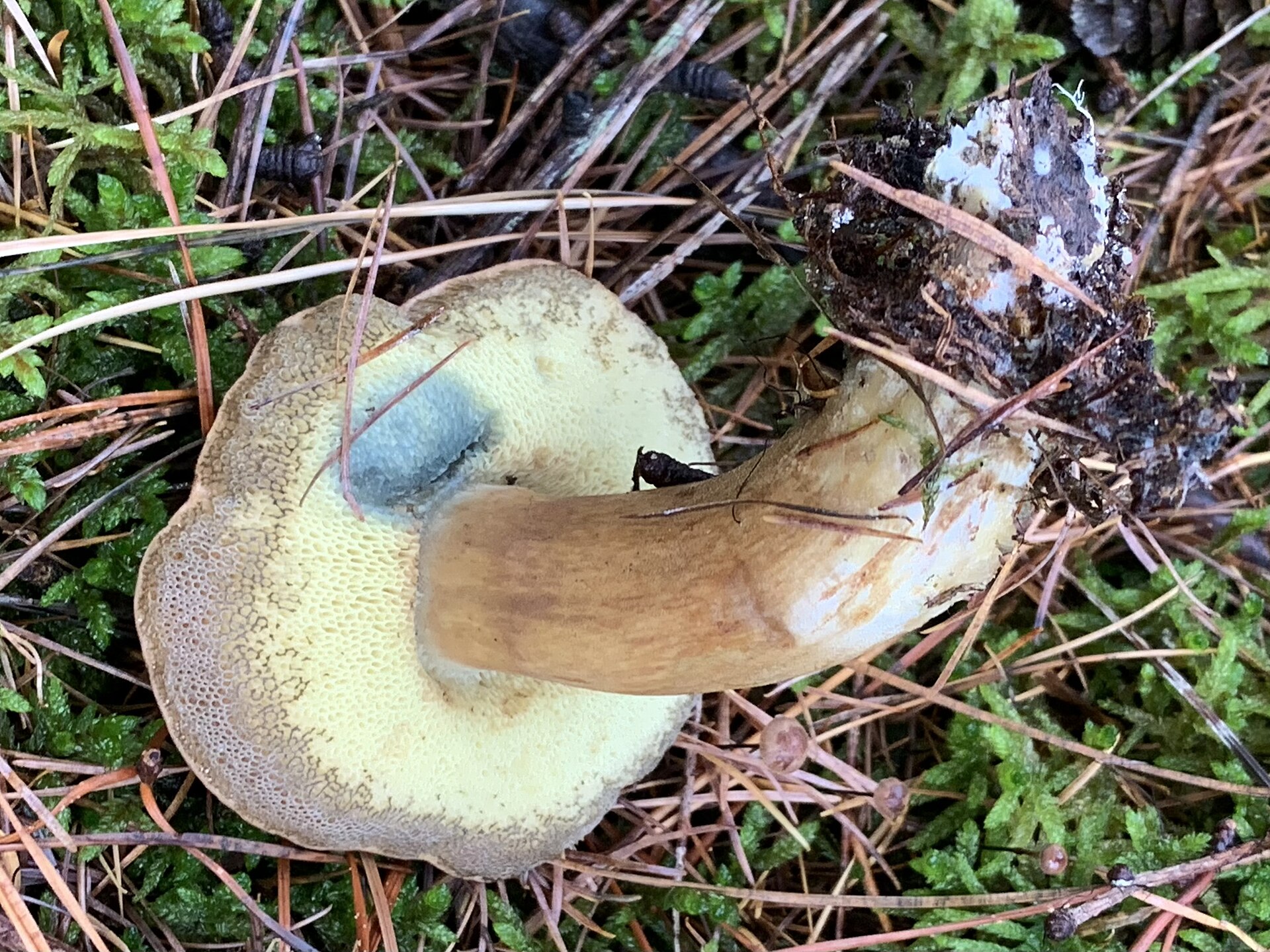 Kitas rudakepurio šilgrybio pavyzdys, matomas kotas ir kepurėlė iš šono.