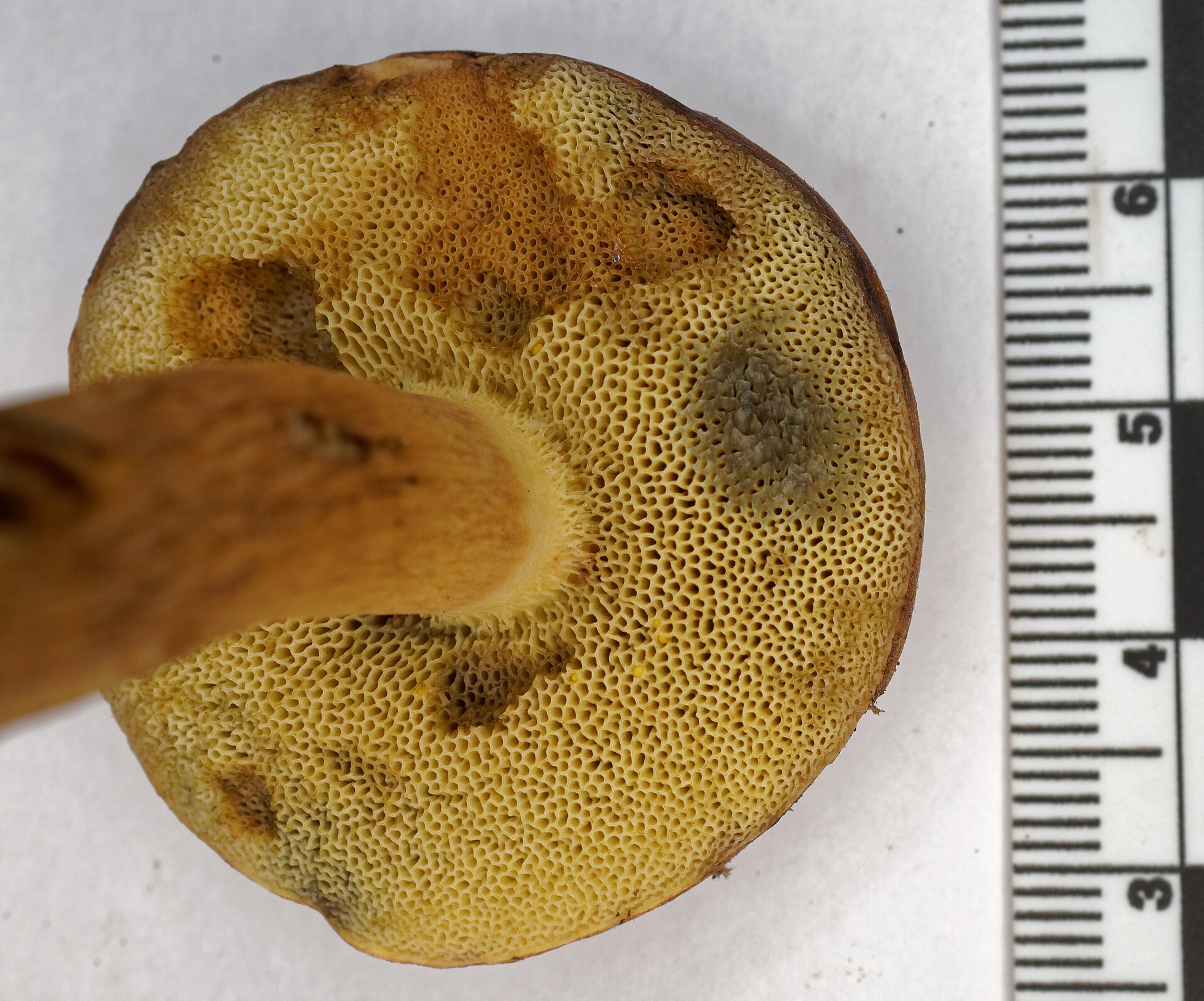 Apversto rudakepurio šilgrybio vamzdelių paviršius, matoma gelsvai žalsva spalva.