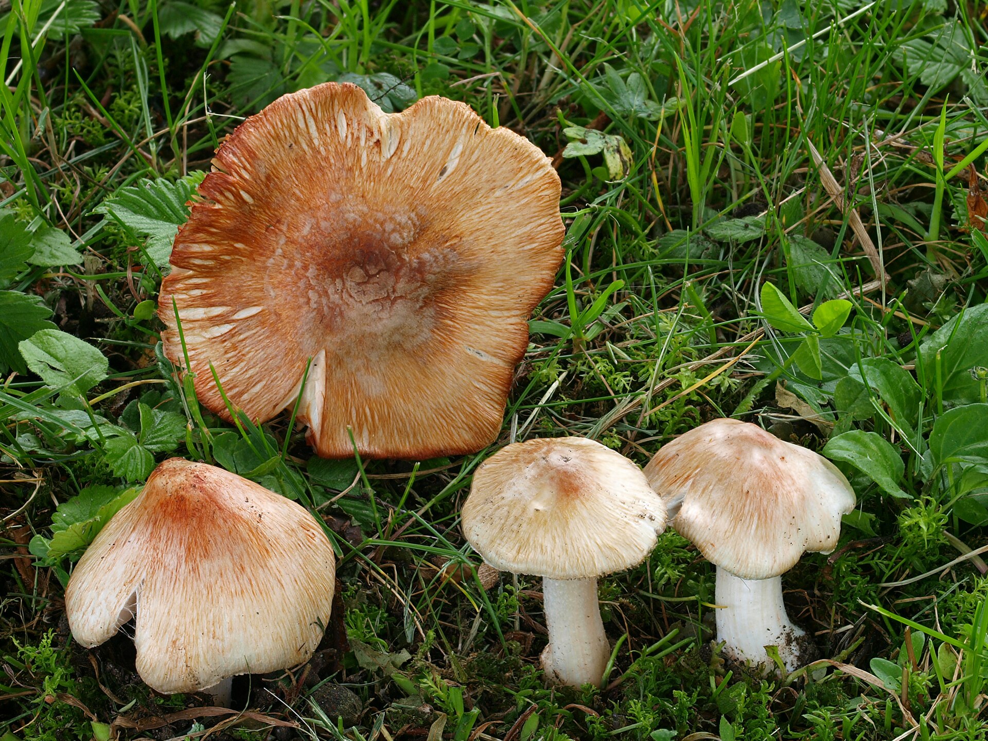 Patujaro plaušabudės vaisiakūniai su paraudonėjančia kepurėle.