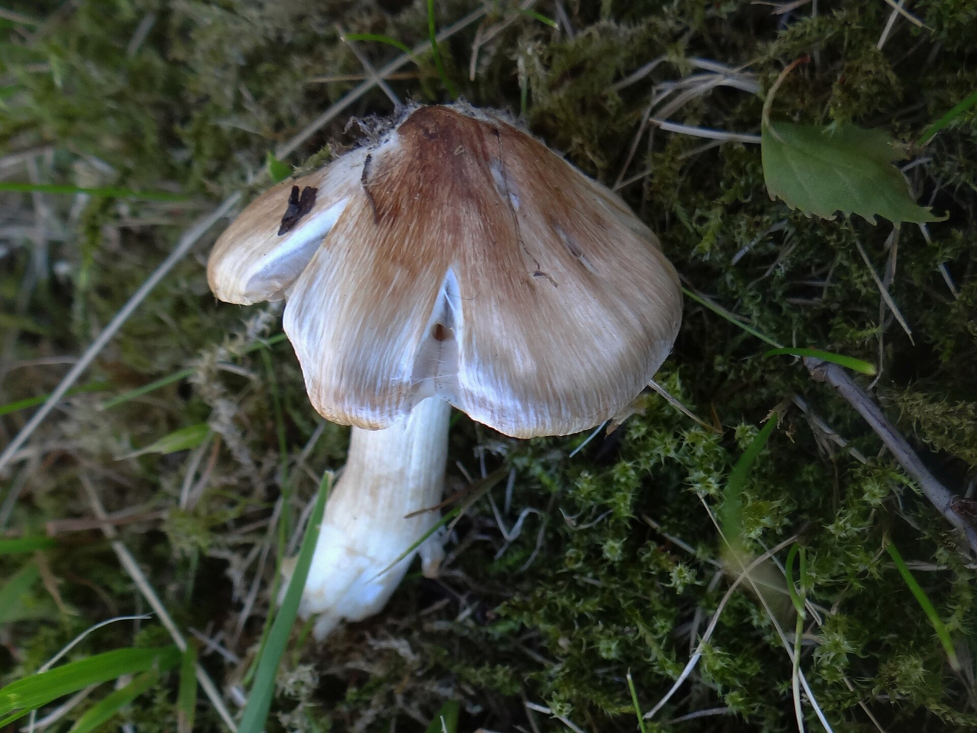 Patujaro plaušabudės lakštelės ir kotas iš arti.