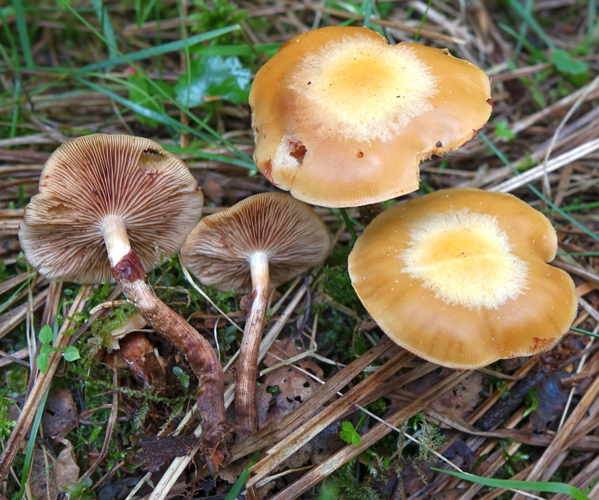 Kisliosios kelmiukės vaisiakūniai su matomu žiedu ant koto.