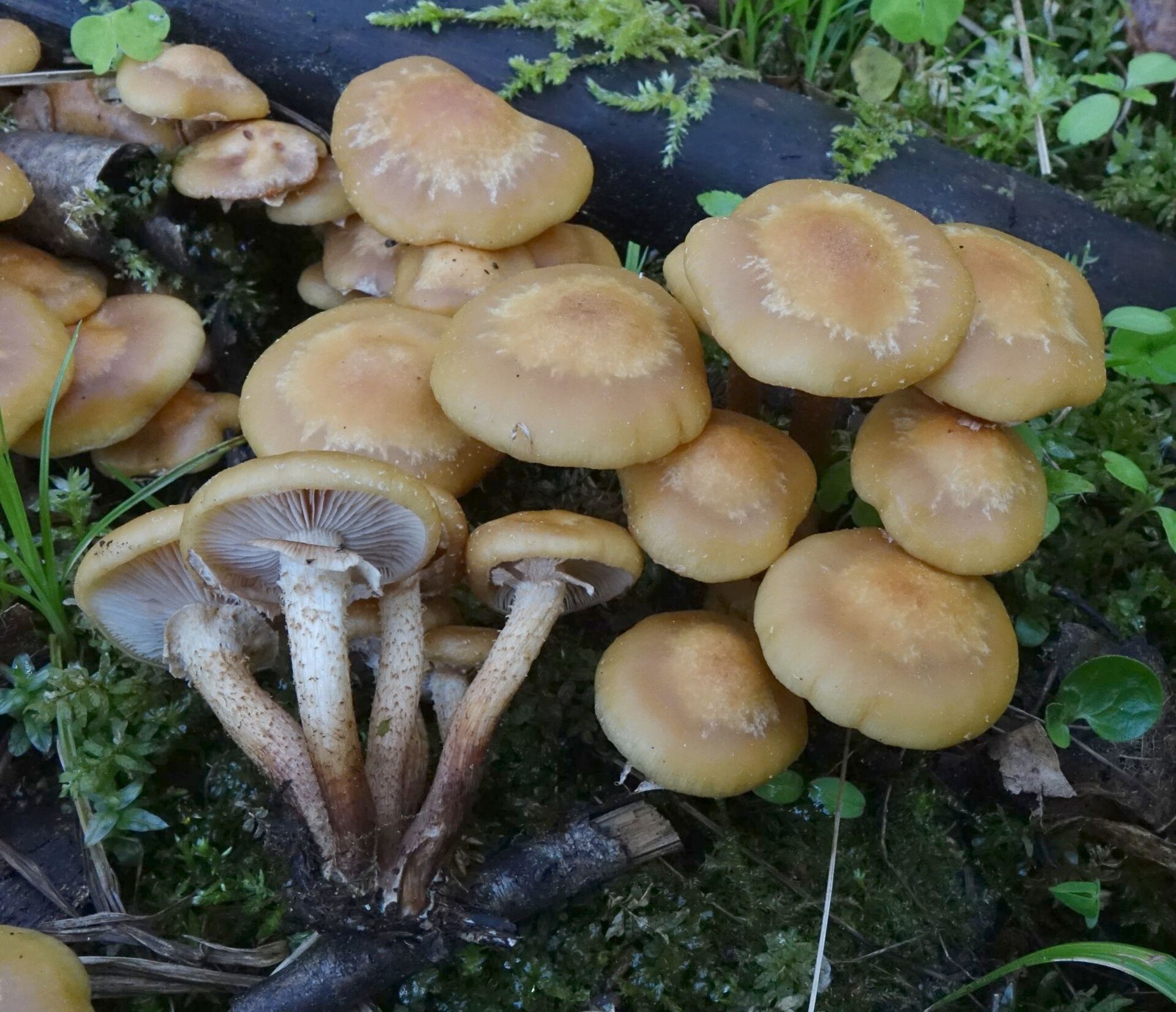 Artimas kisliosios kelmiukės kepurėlių planas.