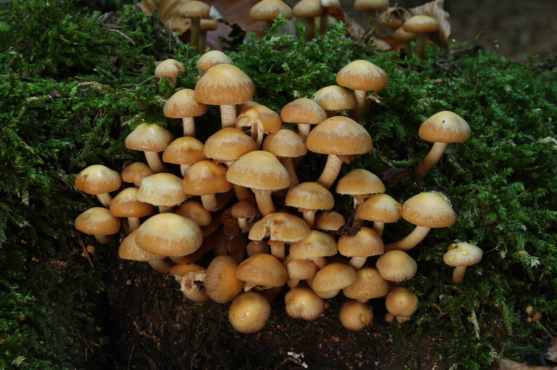 Tanki kislioji kelmiukės kekė, auganti ant medžio kelmo.