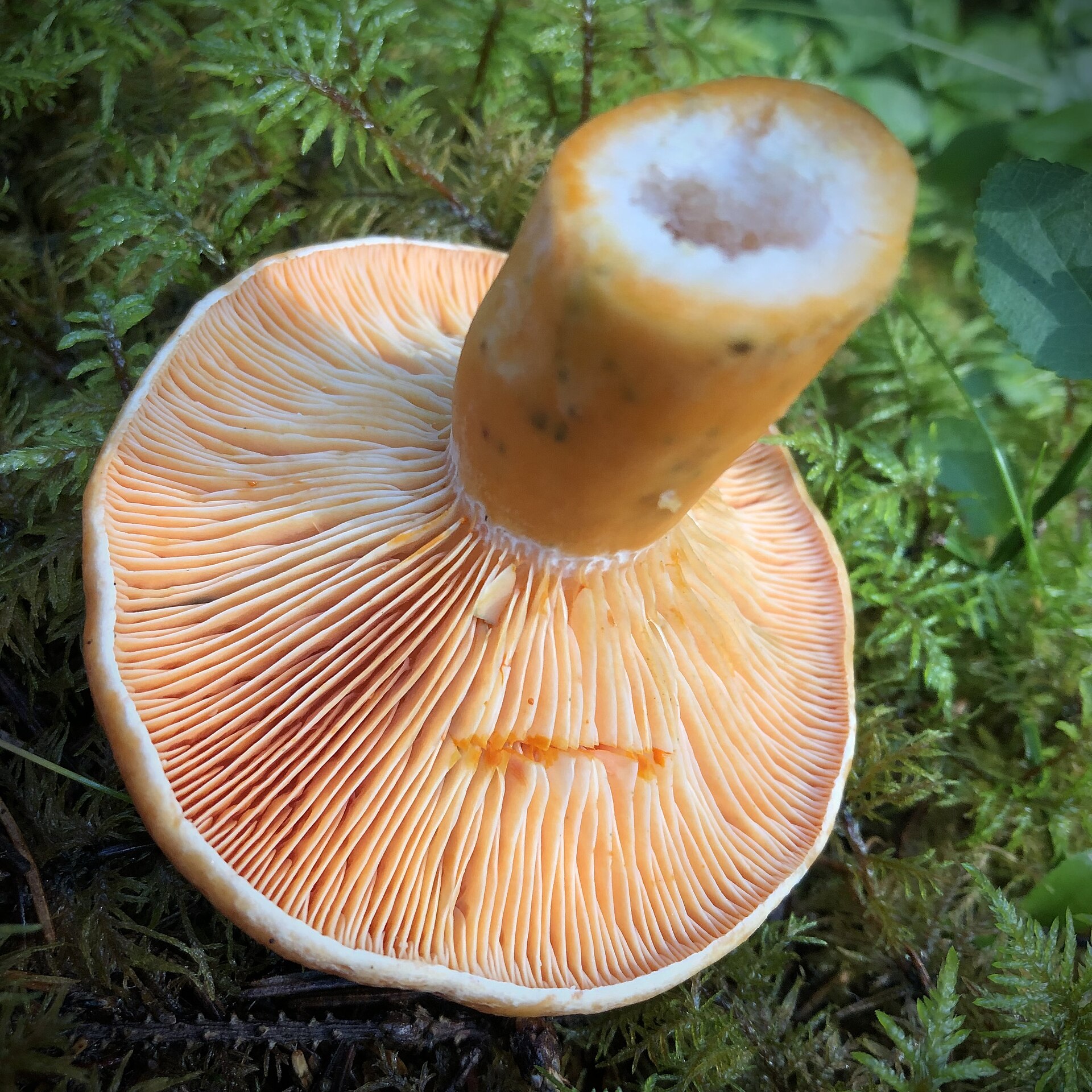 Artimas eglyninės rudmėsės oranžinių, giliai koteliu nusileidžiančių lakštelių planas.