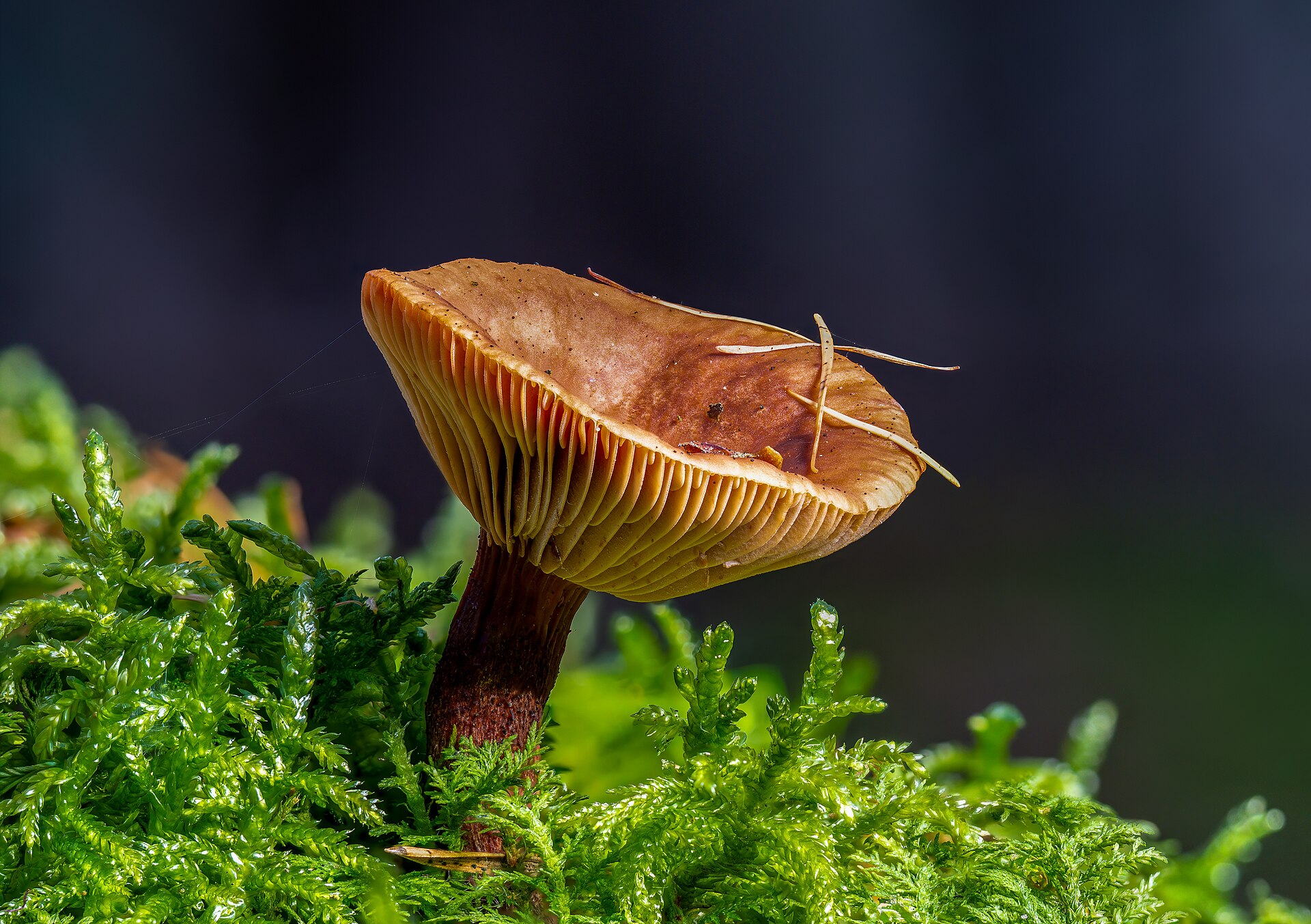 Rudojo piengrybio vaisiakūniai miško paklotėje.