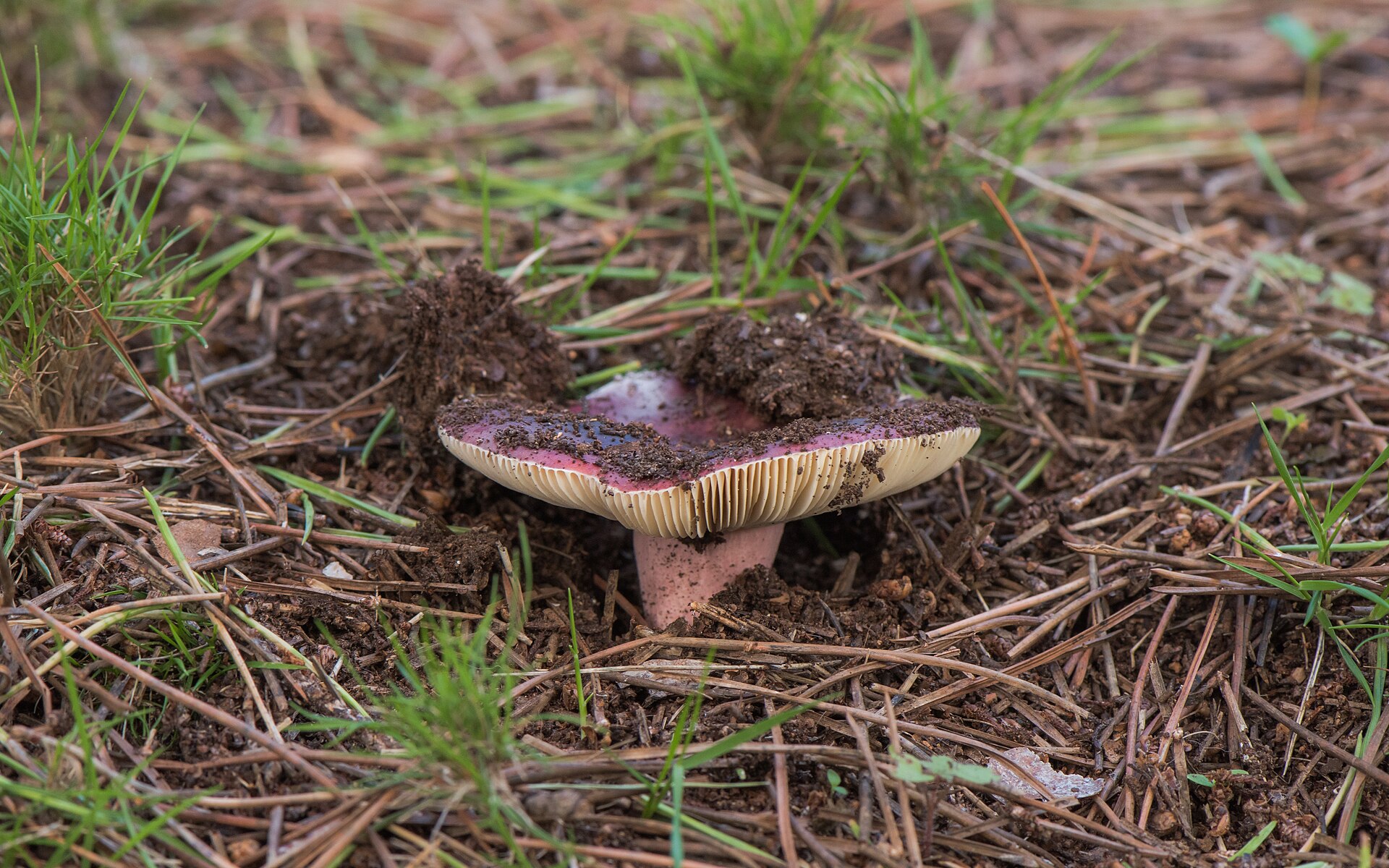 Artimas rudojo piengrybio kepurėlės ir lakštelių planas.