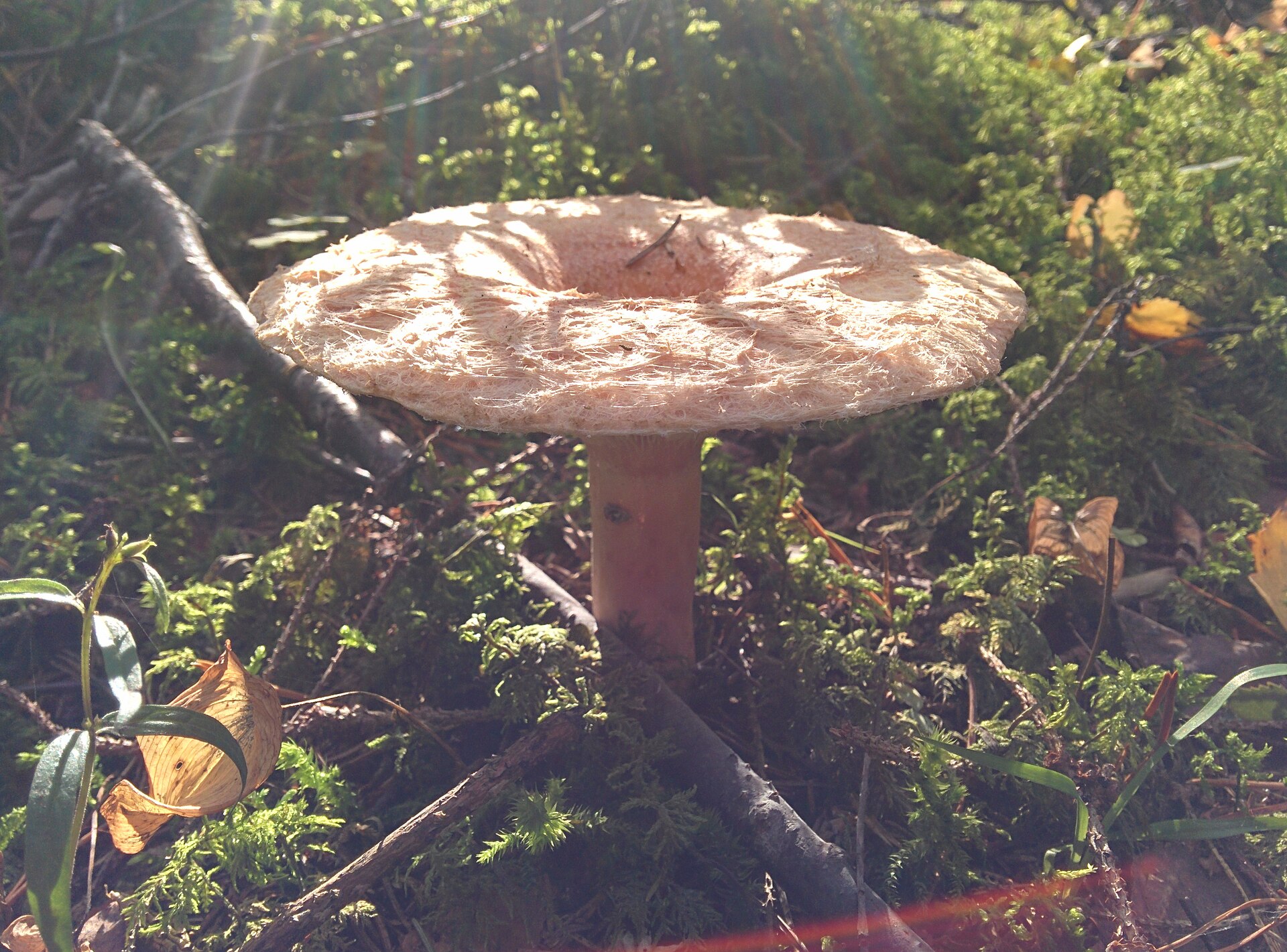 Piengrybis paberžis, augantis miško paklotėje.