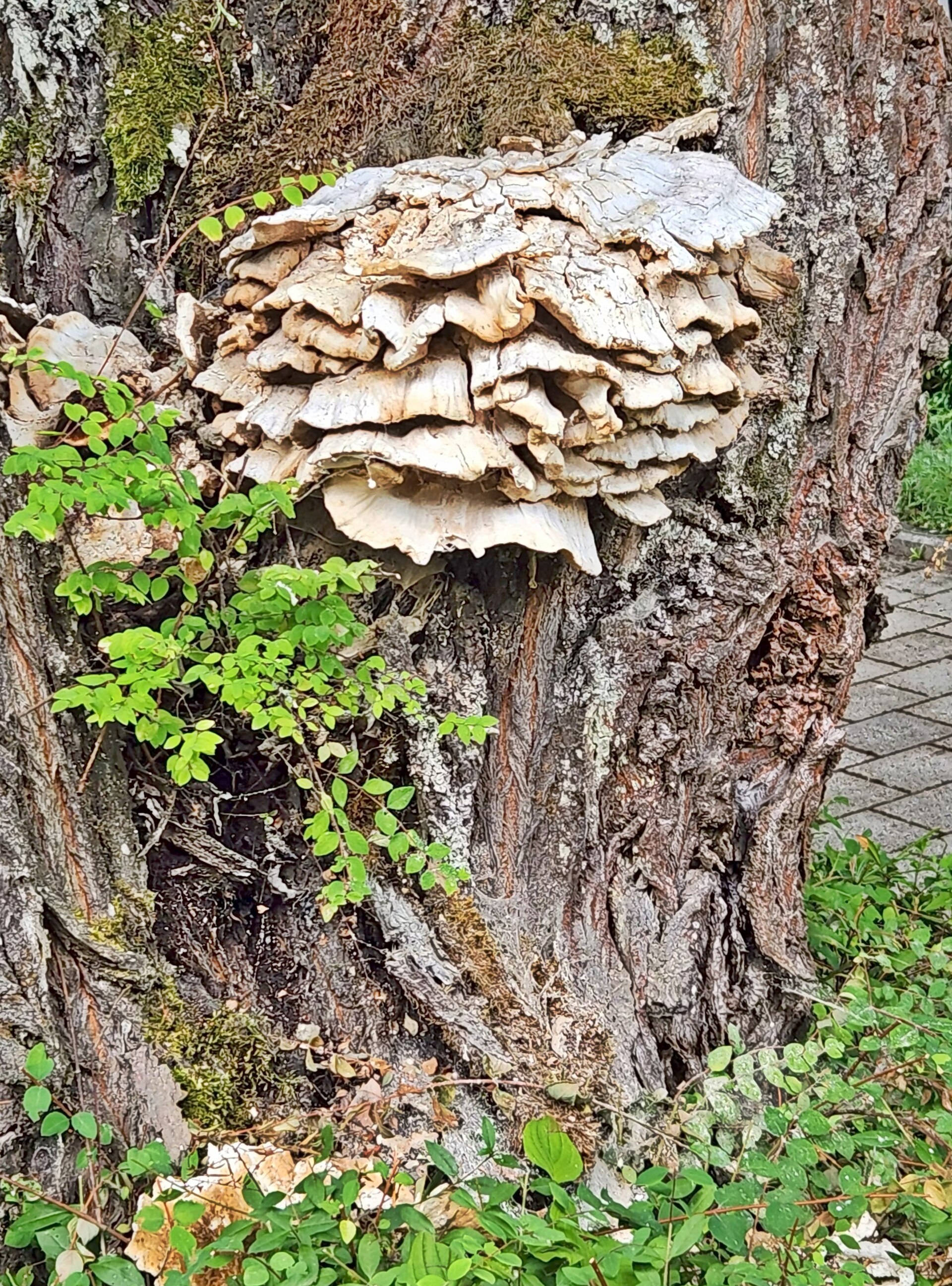 Artimas subrendusios, blukstančios valgomosios geltonpintės kepurėlių planas.