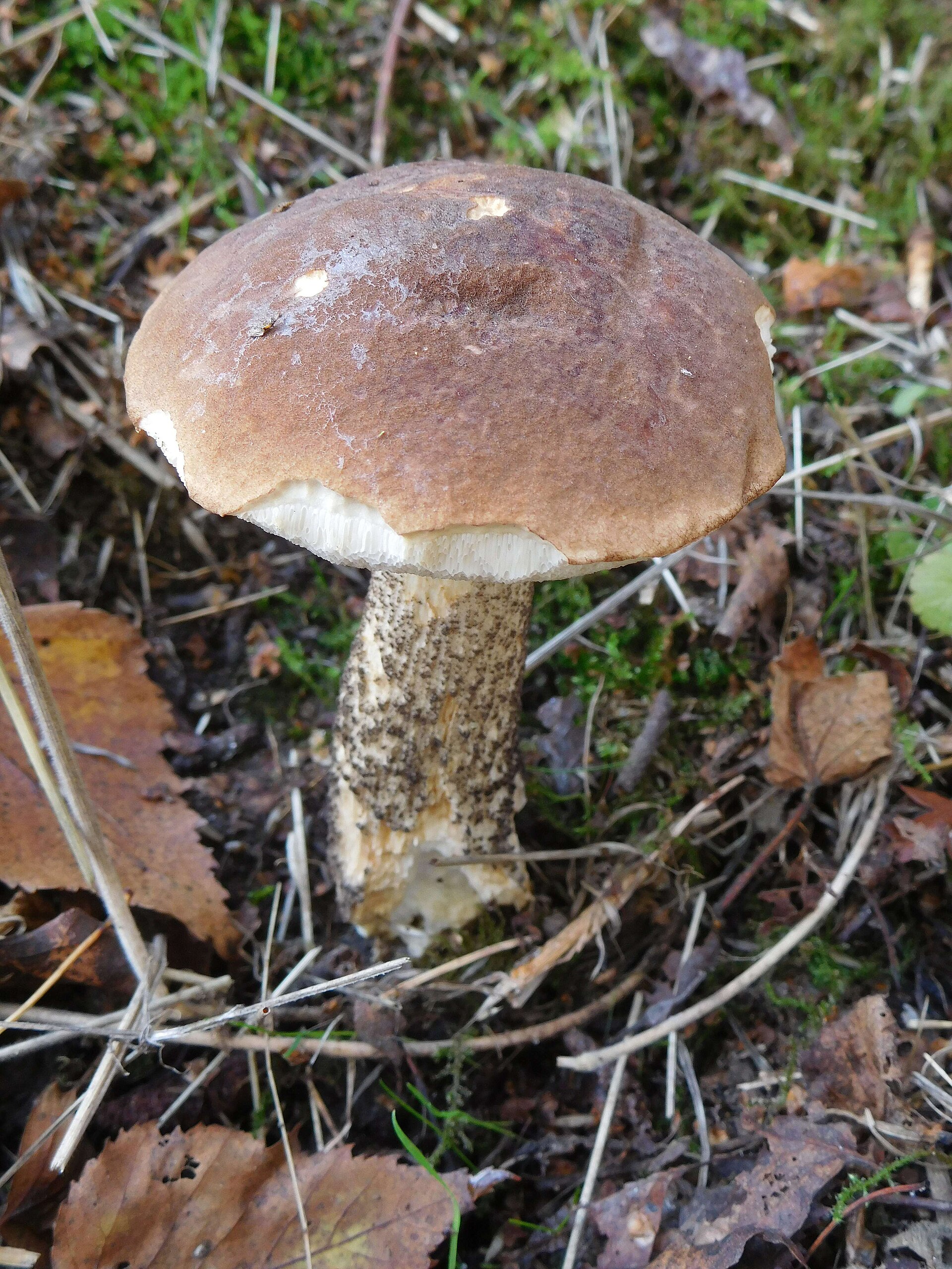 Ruda lepšės kepurėlė ant balto, tamsiais žvyneliais padengto koto, auganti tarp lapų.