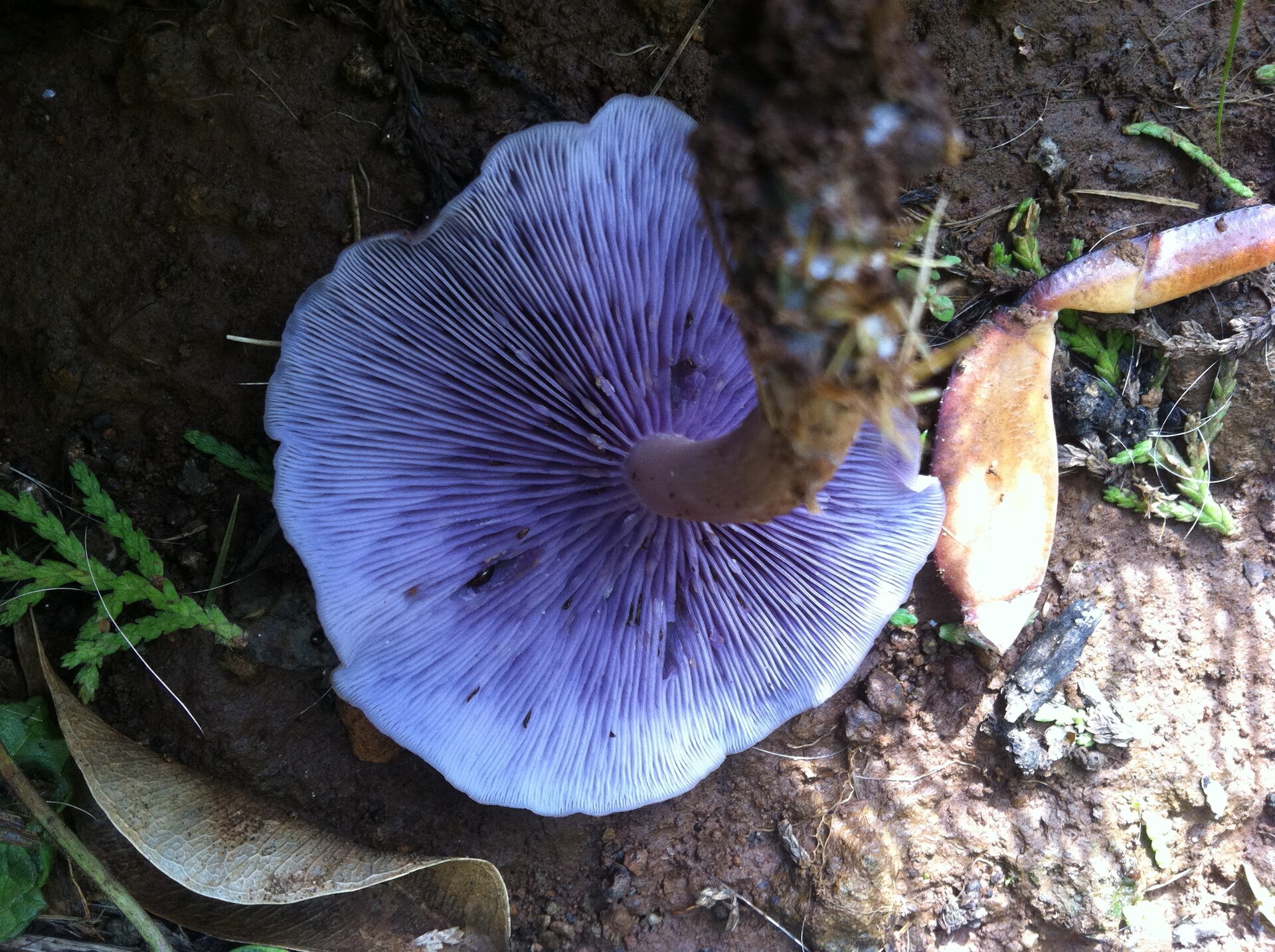 Artimas violetinės stirnabudės kepurėlės ir lakštelių planas.