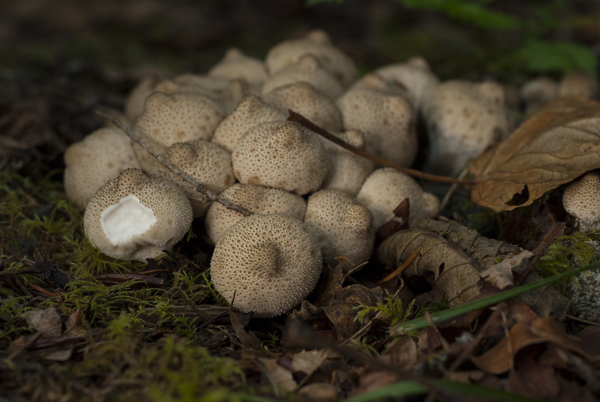 Karpotųjų pumpotaukšlių būrys; vienas vaisiakūnis perpjautas, matoma vientisai balta jauno grybo vidinė dalis.