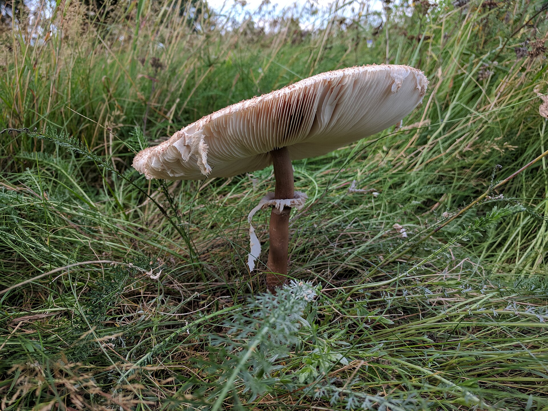 Suaugusi skėtinė žvynabudė, auganti žolėje.