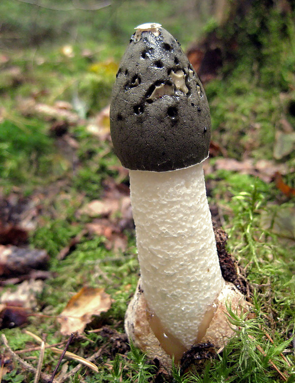 Paprastoji poniabudė miško paklotėje.