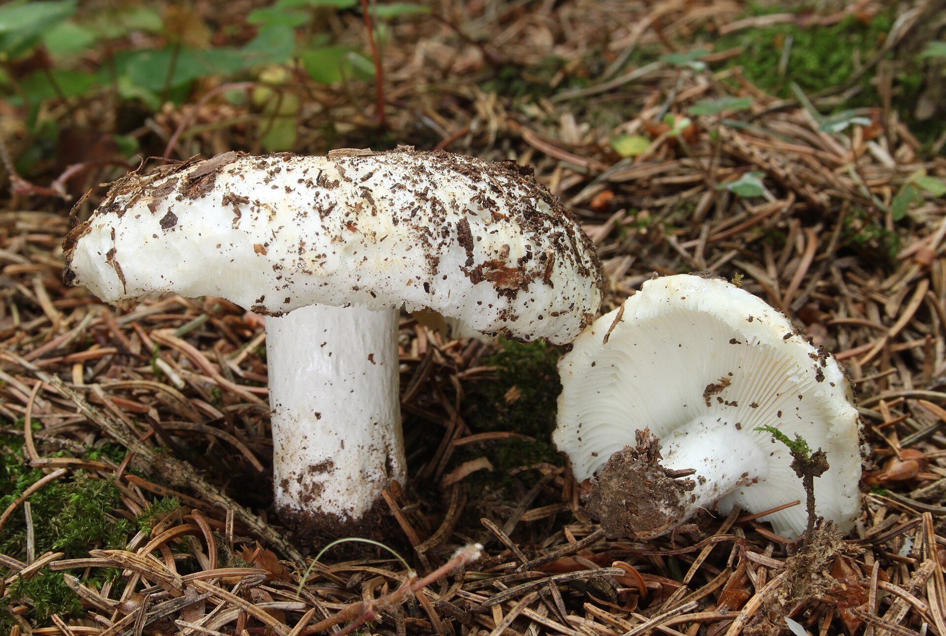 Balta, piltuvo formos ūmėdės garduolės kepurėlė, augančiа miško paklotėje.
