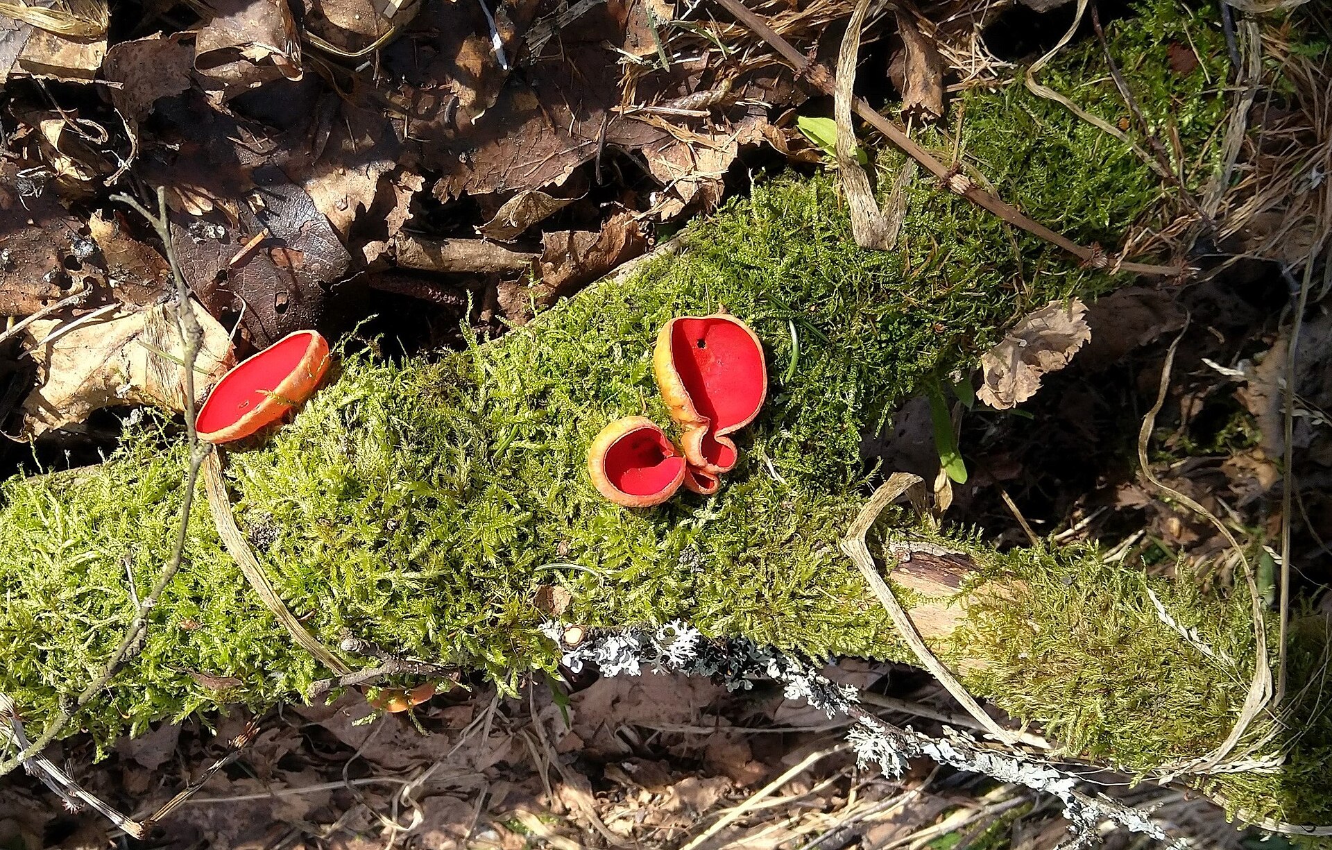 Kelios austriškosios plačiataurės, augančios samanose.