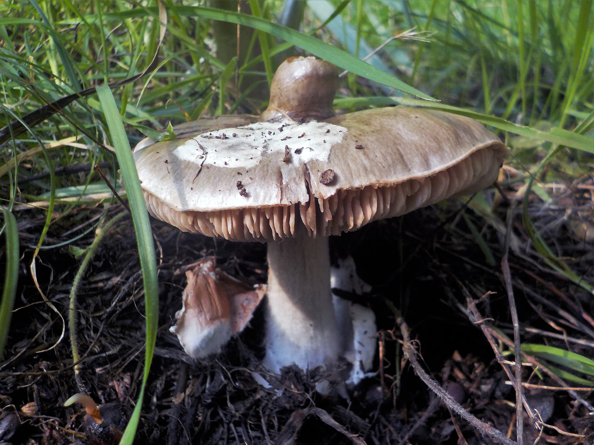 Artimas pilkosios apvalkbudės besivystančių lakštelių po kepurėle planas.